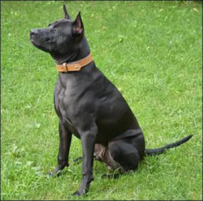 Quelle est cette race ?