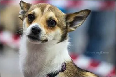 Quelle est cette race ?