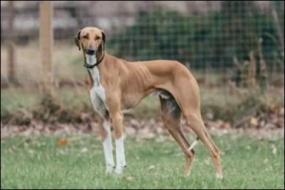 Quelle est cette race ?