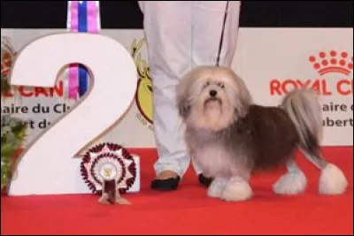 Quelle est cette race ?