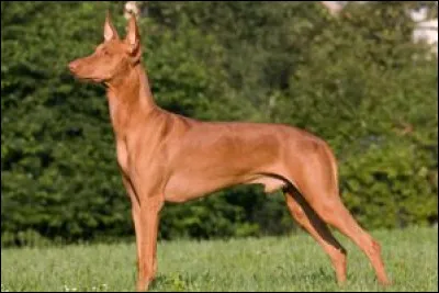 Quelle est cette race ?