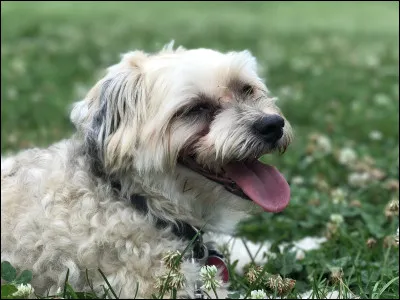 Quelle est cette race ?