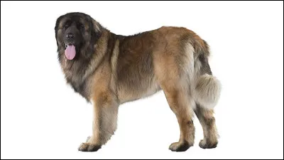 Quelle est cette race ?