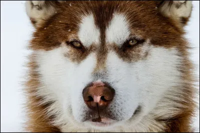 Quelle est cette race de chien ?