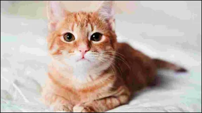 Lequel de ces chats est fainéant ?