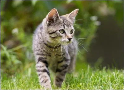 Quelle était la personne dont il est tombé amoureux lorsqu'il vivait avec les chats des temps révolus ?