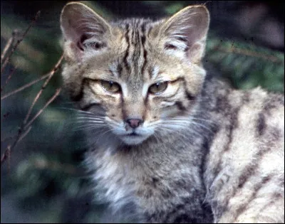 Et comment s'appelait-il lorsqu'il est allé vivre avec les chats des temps révolus ?