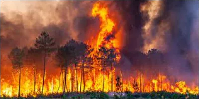 Catastrophe : Quelle région a été particulièrement touchée par les feux de forêts durant l'été 2022 ?