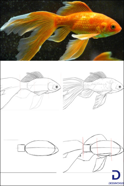 Enfin vient le soir, tu es rentré(e) chez toi lorsque tu comprends que ton poisson est mort.