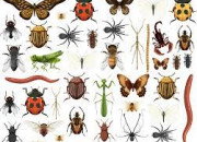 Quiz Des insectes et des expressions