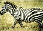 Quiz Animaux