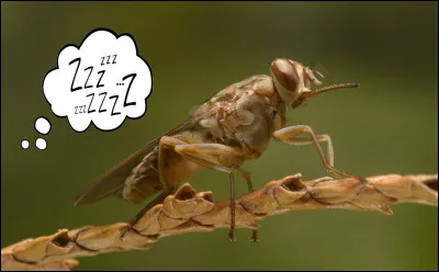 Sur le même modèle que les léproseries, où soigne-t-on les personnes atteintes de la maladie du sommeil, ou trypanosomiase africaine ?