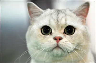 Complétez : "Donner ... au chat".