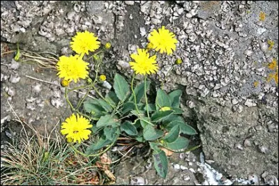 Peut avoir un beau pavillon avec une fenêtre qui donne sur le vestibule, c'est l'...