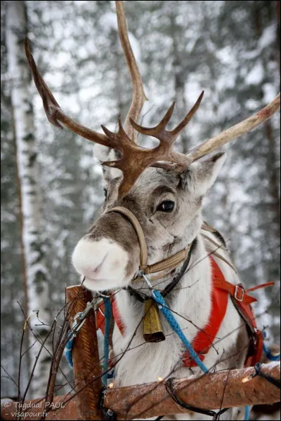 D'ailleurs, d'où vient la tradition des rennes de Noël ?