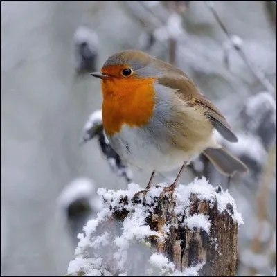 Le rouge-gorge porte bonheur à Noël en