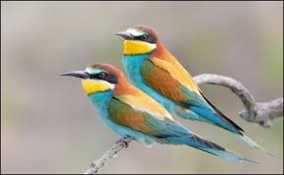 Lequel de ces oiseaux s'adapte bien à la vie en appartement ?