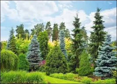 Quel est le conifère qui perd son feuillage en hiver ?