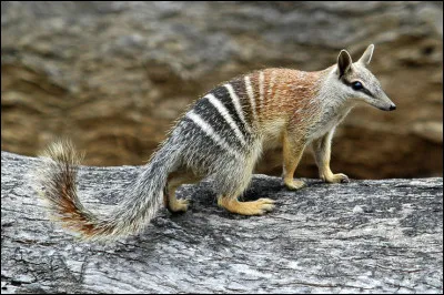 Animaux : Quel petit marsupial endémique d'Australie occidentale se nourrit exclusivement de termites ?