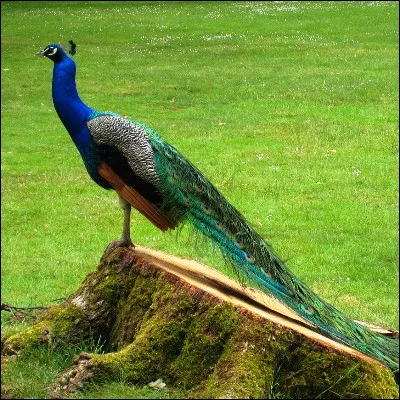 Quand le paon dresse ses plumes post&eacute;rieures en &eacute;ventail, on dit qu�il fait�