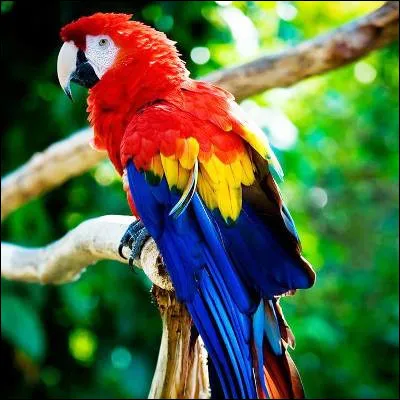 Quel &eacute;crivain britannique a publi&eacute; "Le Perroquet de Flaubert" en 1984 ?