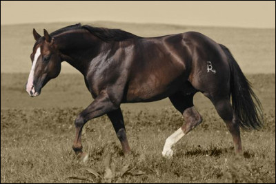 De quelle race ce cheval est-il ?