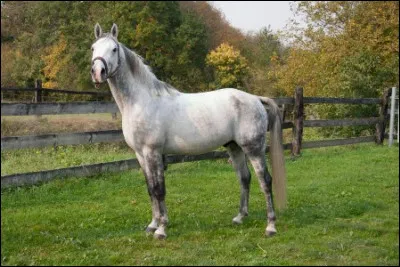 De quelle race ce cheval est-il ?