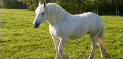 De quelle race ce cheval est-il ?