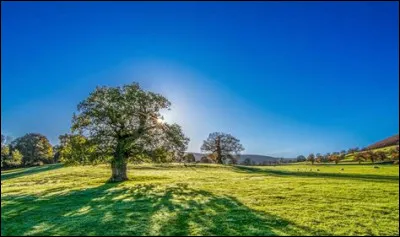 Ce peintre a été redécouvert au début du XXe siècle :