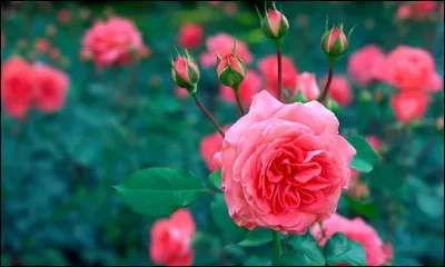 De quelle couleur est cette fleur ?