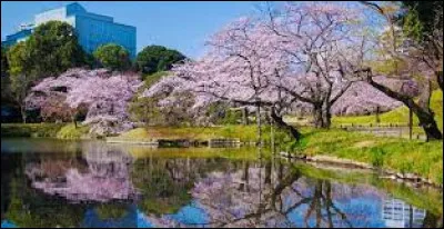 Nature : Comment s'appelle cet arbre que l'on peut voir un peu partout dans Tokyo ?