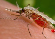 Quiz Le paludisme