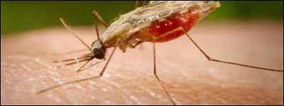 Lequel de ces termes désigne aussi le paludisme ?