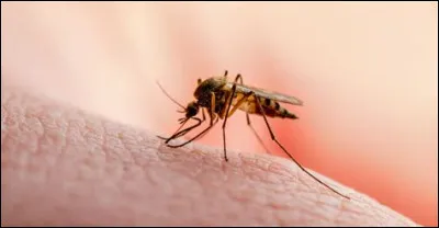 En quelle année la cause de la maladie a-t-elle été réellement découverte ?