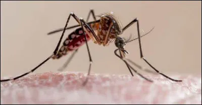 Lequel de ces pays asiatiques a éradiqué le paludisme le premier ?