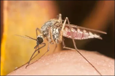 Dans laquelle de ces communes une forte épidémie de paludisme a-t-elle eu lieu en 1802 ?