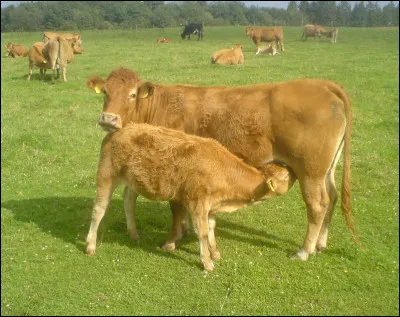 Où est la maison d'Henri Calef, en 1947 ?