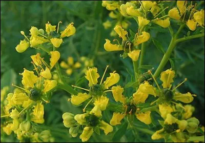 Lequel de ces films de King Vidor est de 1931 ?