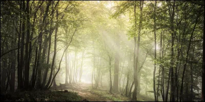 Que décore-t-on à Noël ?