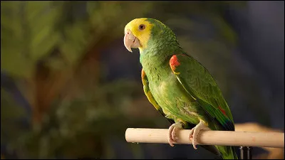 Tu ne sors pas sans...