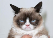 Quiz Connais-tu bien Grumpy Cat ?
