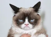 Quiz Connais-tu bien Grumpy Cat ?