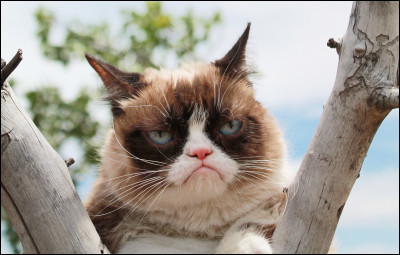 Grumpy Cat est un mâle ou une femelle ?