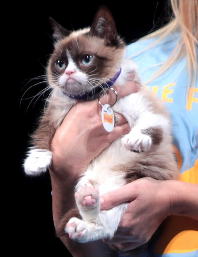 Quel est le vrai nom de Grumpy Cat ?