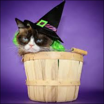 Quand est née Grumpy Cat ?