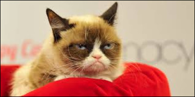 Grumpy Cat est-elle morte ?