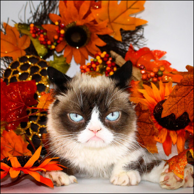 Où est née cette célèbre chatte dInternet ?