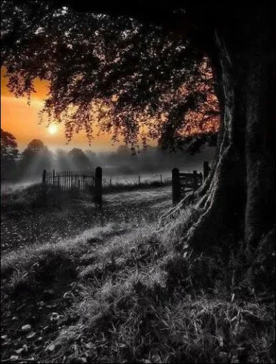 Dans laquelle de ses chansons, Francis Cabrel voulait-il trouver mieux que son lopin de terre avec un vieil arbre tordu au milieu" ?