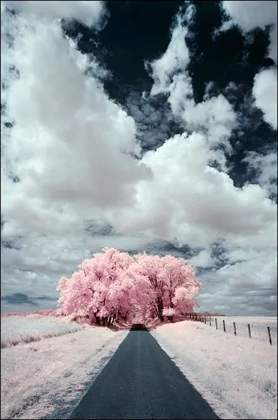 Qui chantait "Ils avaient le ciel à portée de main, un cadeau de la providence" ?