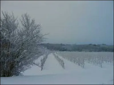 Vous avez sur cette image les vignes enneigées du château Ballan-Larquette, à Saint-Laurent-du-Bois. Village de l'Entre-deux-Mers, en Aquitaine, il se situe dans le département ...